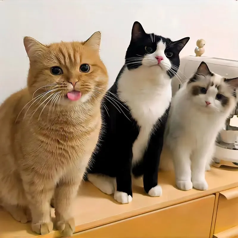 三只猫.jpg
